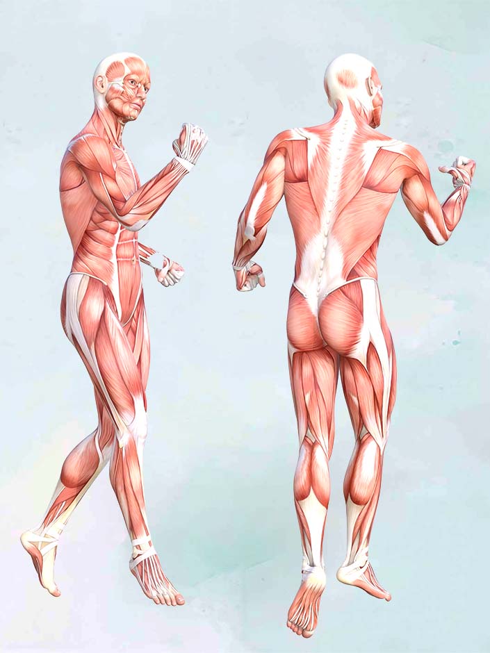 Anatomie du corps humain