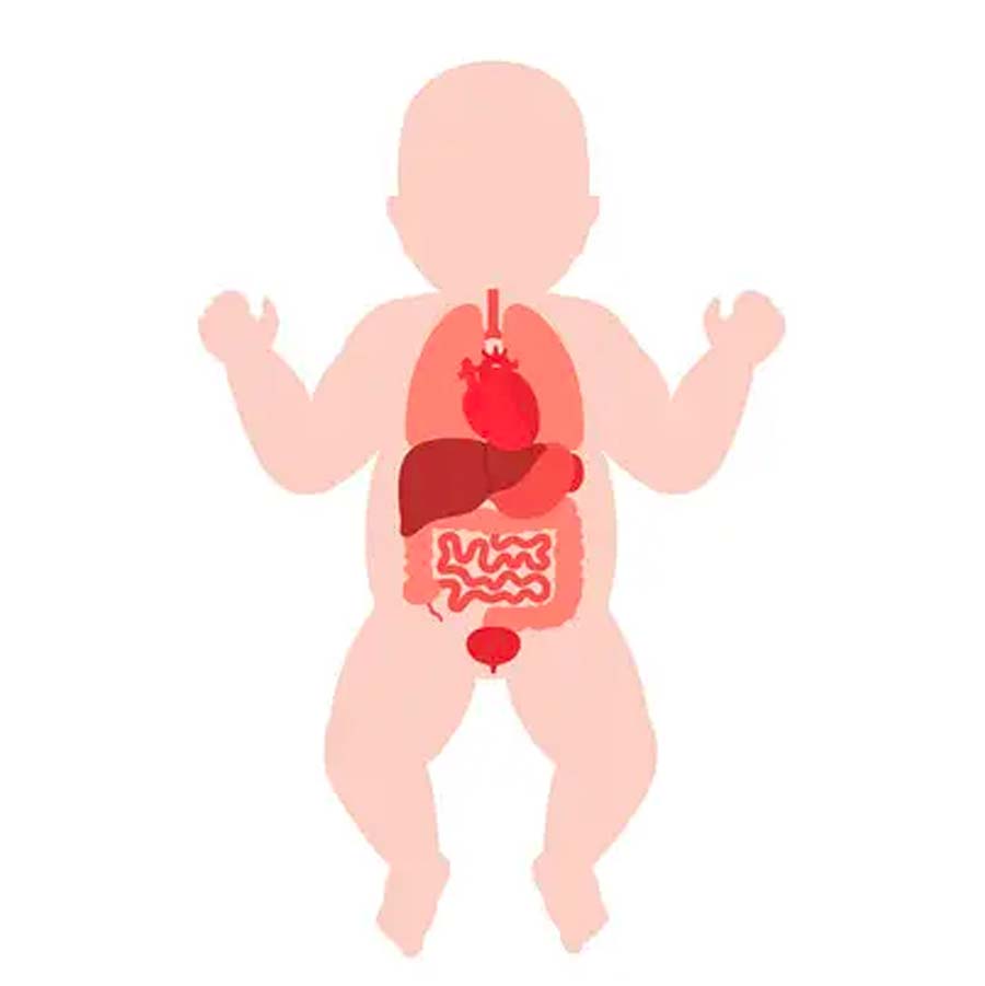 Système digestif chez le bébé