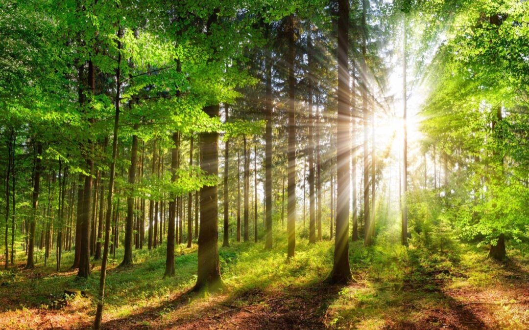 Forêt calme évoquant la détente et la réduction du stress