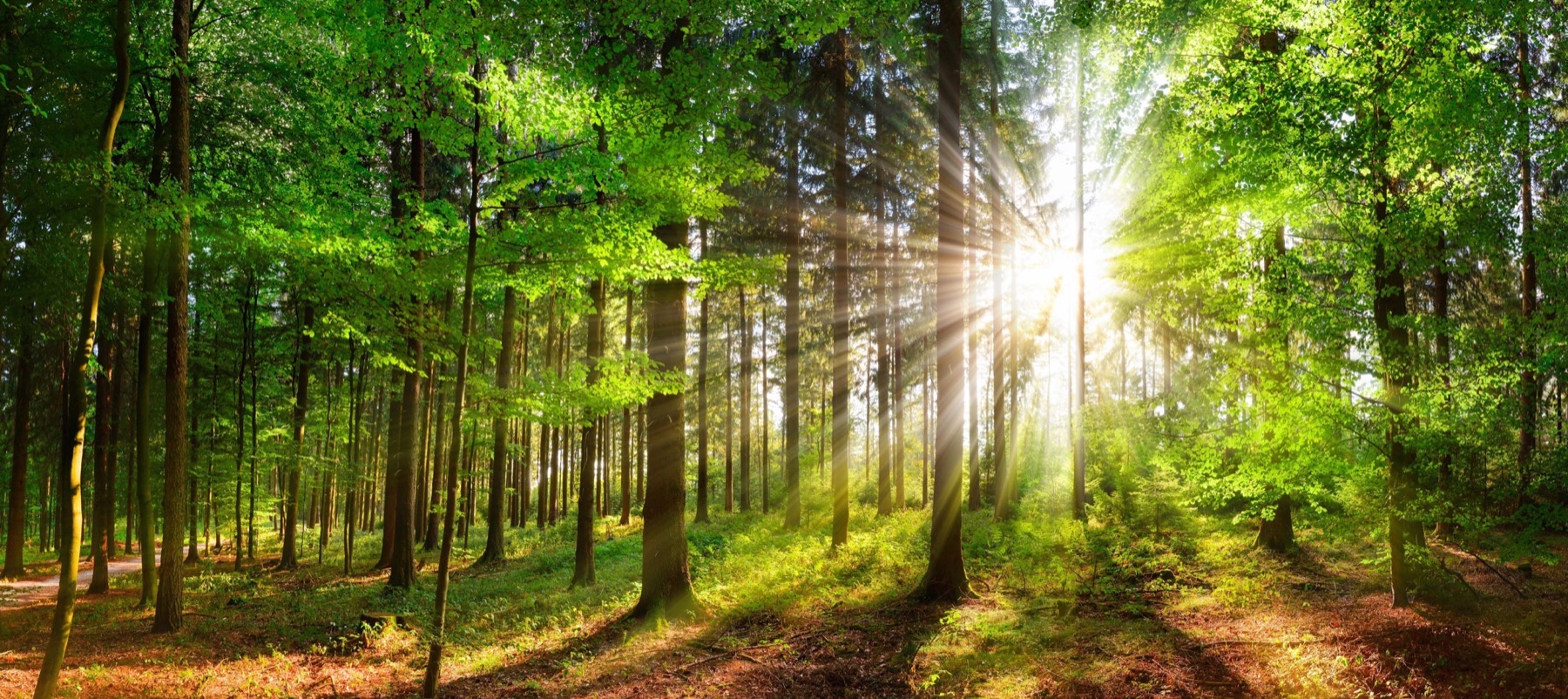 Forêt calme symbolisant la récupération